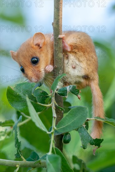 Female Common hazel dormouse