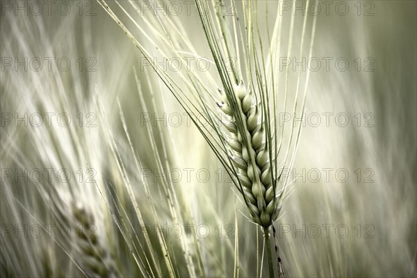 Barley ear