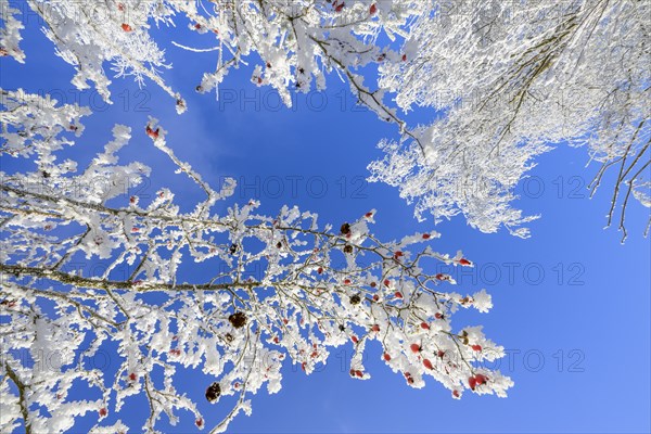 Rosehips