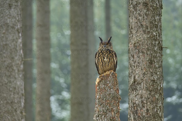 Eurasian eagle-owl