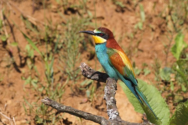 European bee-eater