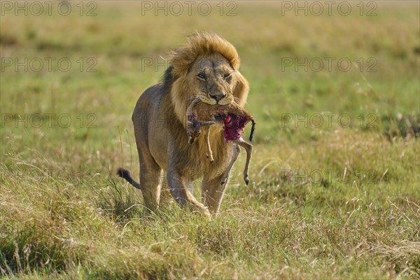 African lion