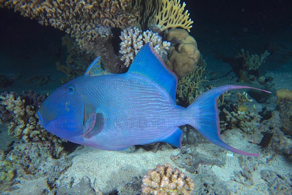 Blue triggerfish