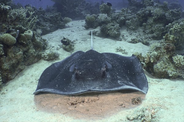 Blackspotted stingray