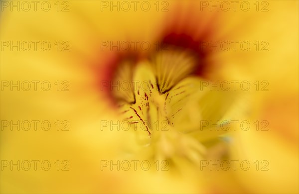 Yellow flower