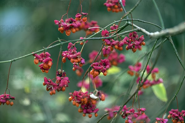 Fruits of the common spindle bush. european spindle