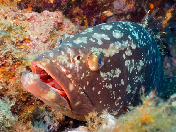 Portrait of dusky grouper