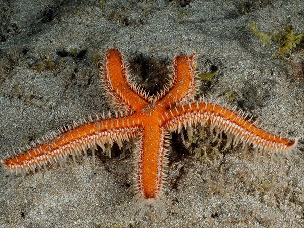 Mediterranean red sea star