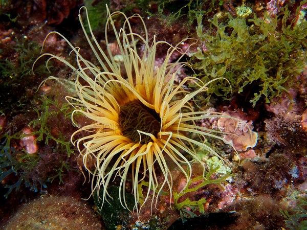 Yellow coloured tube anemone