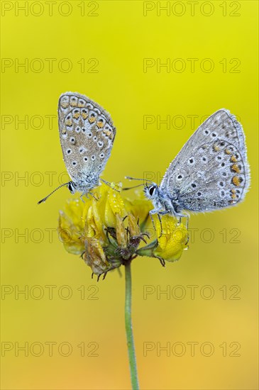 Common blue butterfly