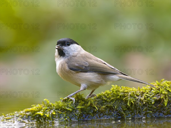 Marsh Tit