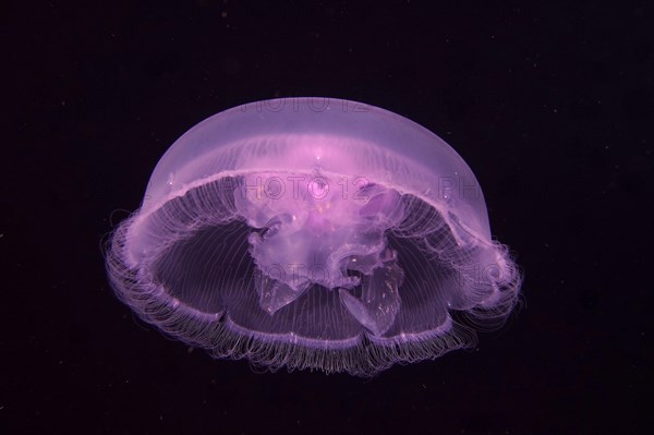 Common jellyfish