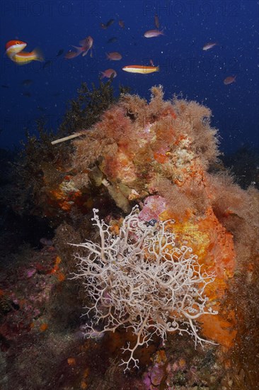 Mediterranean basket star