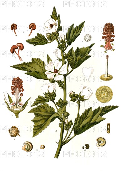 Medicinal plant