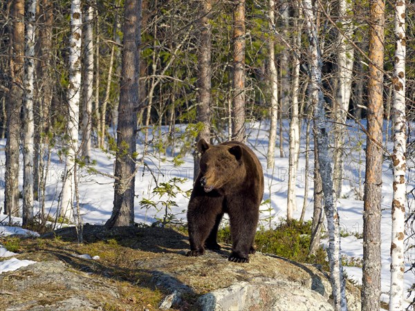 European brown bear