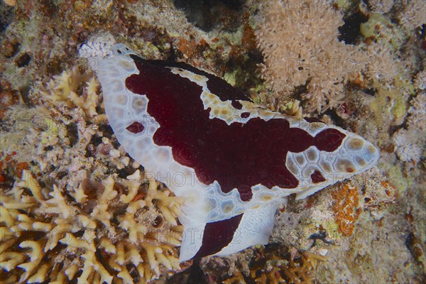 Sofa cushion snail