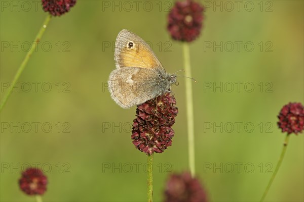 Small heath