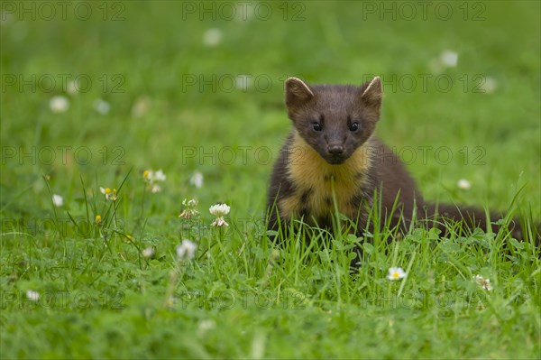 Pine marten