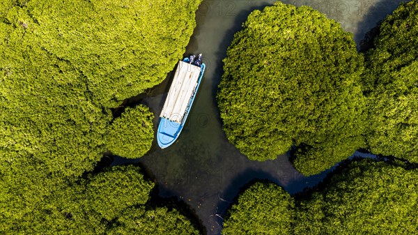 Aerial of the Mangrove forest