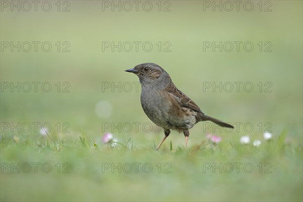 Dunnock or Hedge sparrow