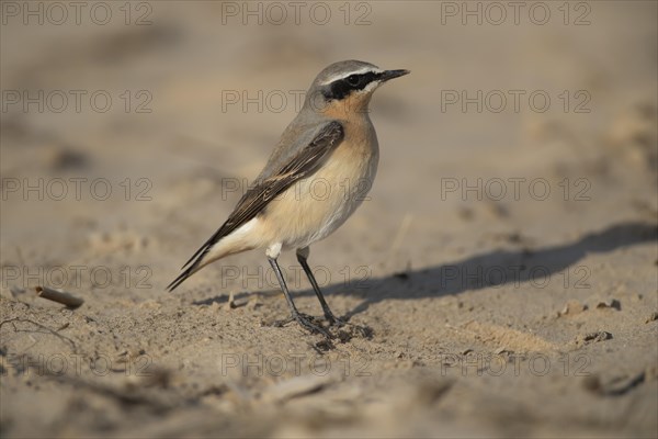 Northern Wheatear