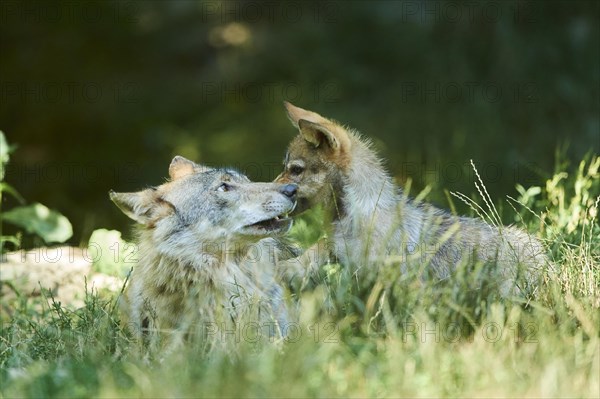 Eastern wolf