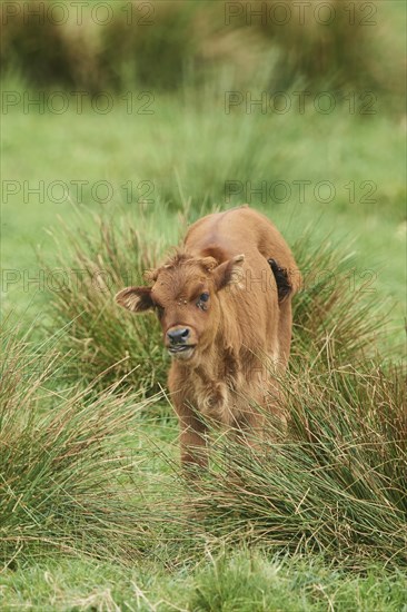 Aurochs