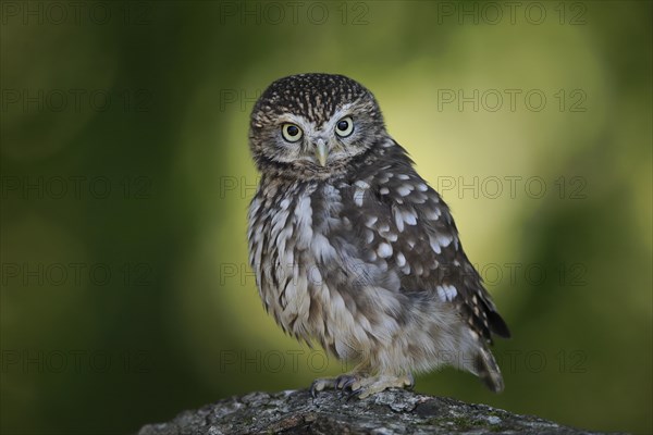 Pygmy Owl