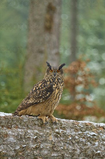 Eurasian eagle-owl