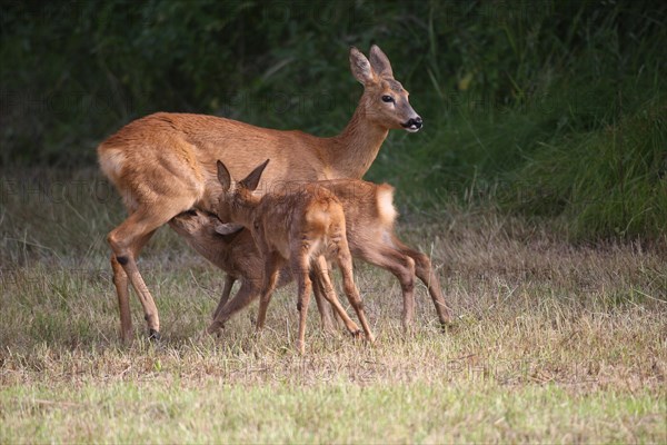 European roe deer