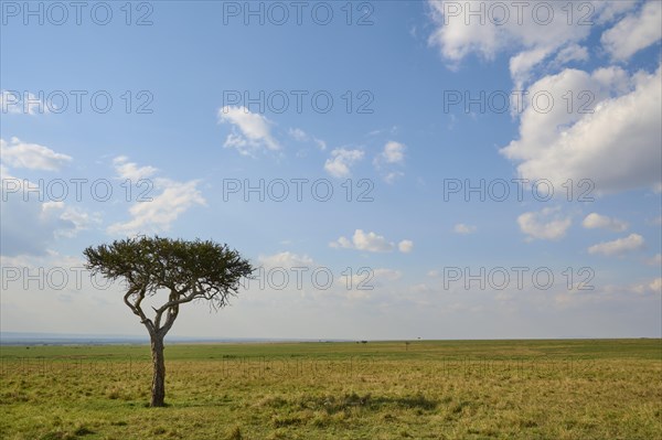 Umbrella thorn acacia