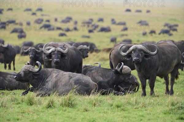 African buffalo