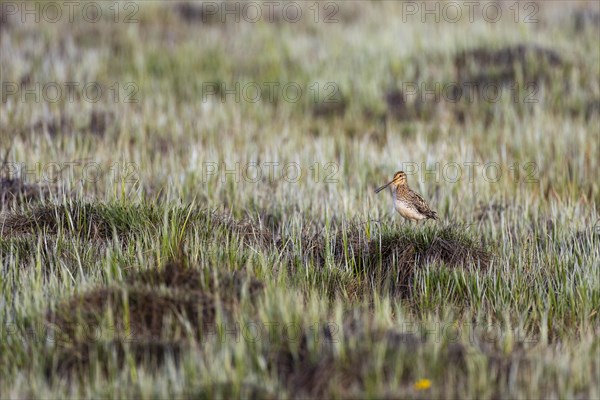 Common Snipe