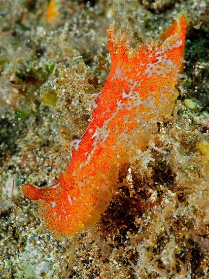 Madeira nudibranch