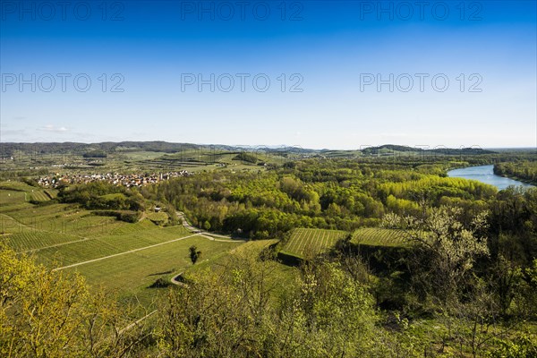 View of village and vineyards and Rhine