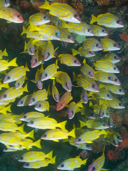 Group of bluestripe snapper