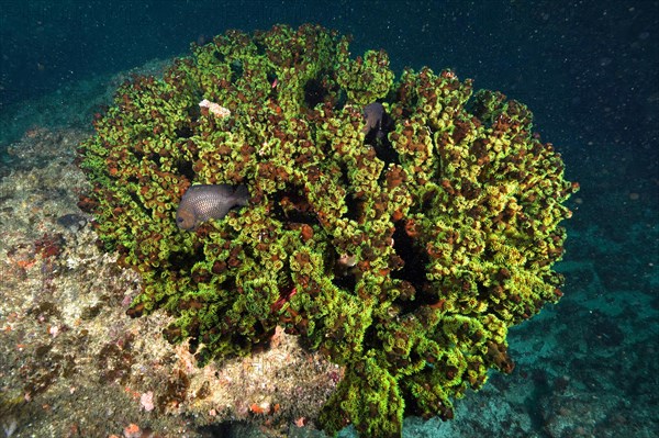 Green black sun coral