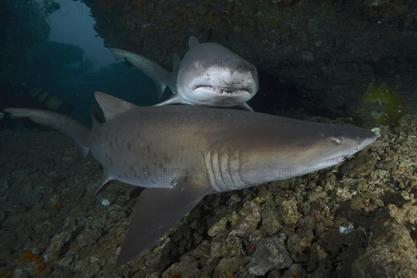 Two sand tiger sharks