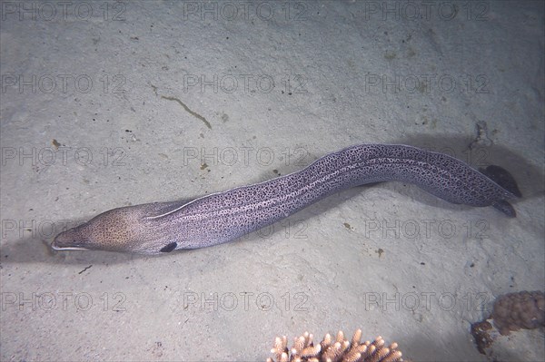 Free swimming giant moray