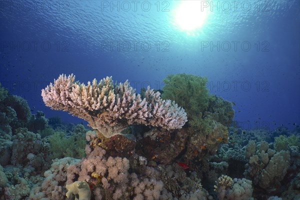 Pharaoh's antler coral