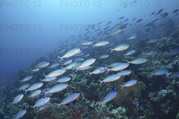 A large school of Red Sea fusilier fish Suez fusilier