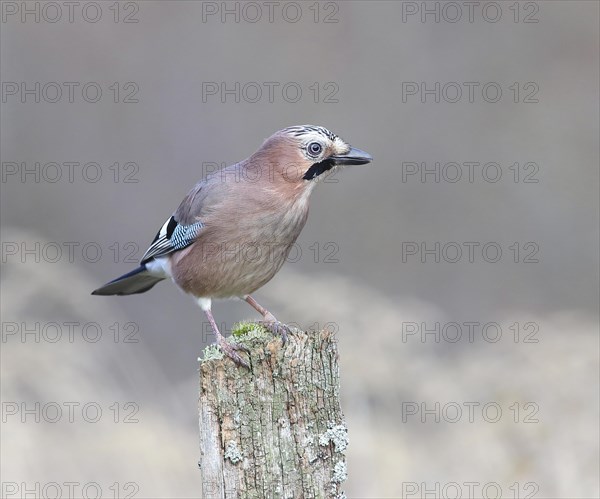 Eurasian jay