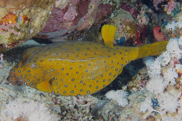 Yellow boxfish