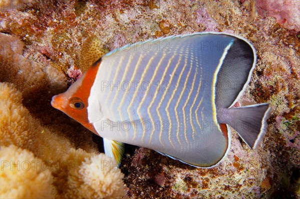 Blue chevron butterflyfish