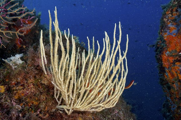 White gorgonian