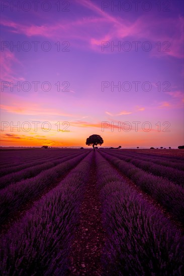Purple and orange sky at sunset in a lavender field in summer