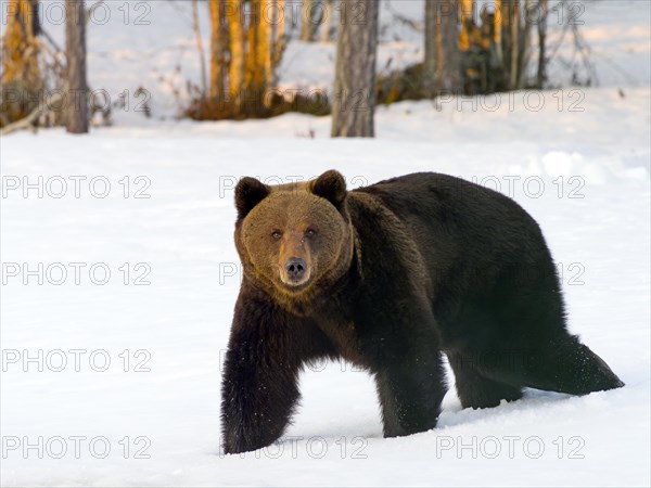 European brown bear