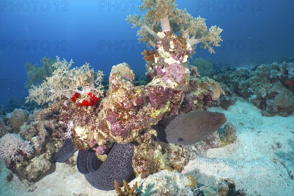 Giant Moray