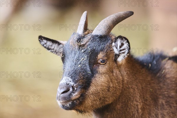 Domestic goat