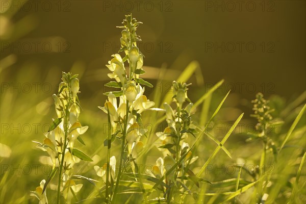 True toadflax